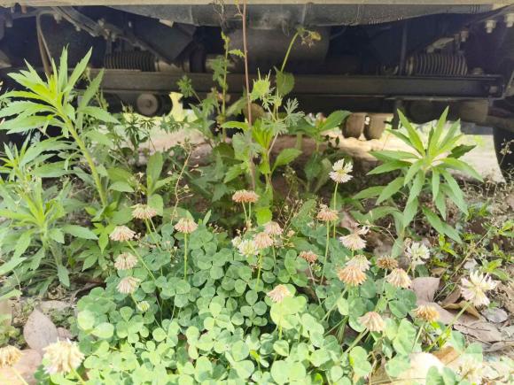 [常州·苏D] 二手依维柯依维柯得意2022款 2.5T A37 M1客车 5-9座长轴中顶双胎手动门