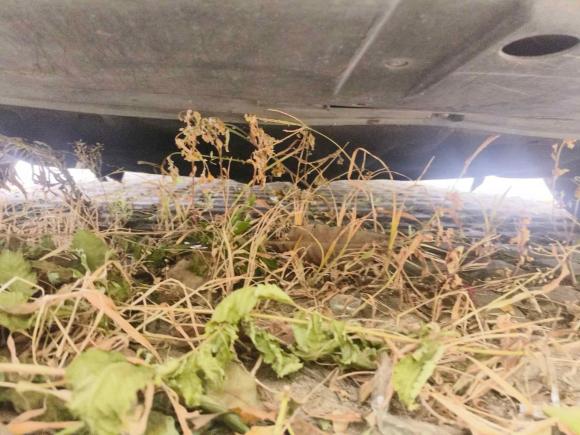 [合肥·皖A] 二手福特福睿斯2017款 幸福版 1.5L 自动时尚型