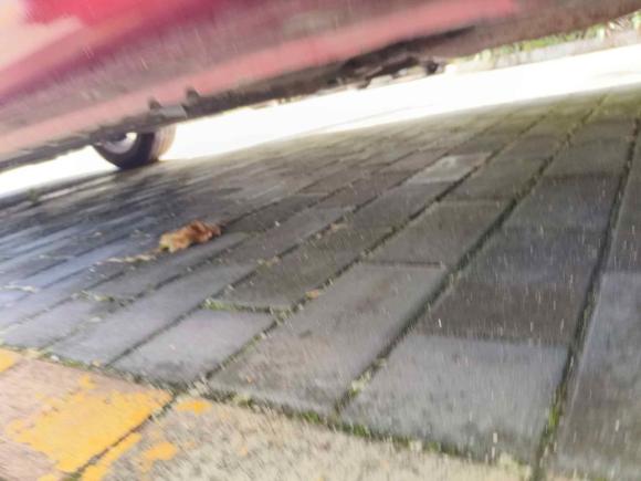 [青岛·鲁B] 二手日产骐达TIIDA2016款 1.6L CVT酷动版