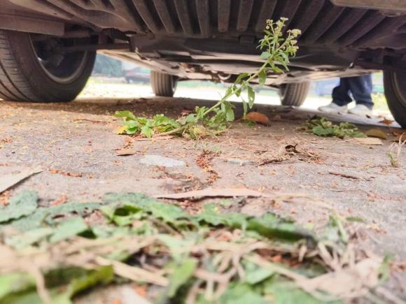 [南京·苏L] 二手奔驰奔驰GLK级2015款 GLK 260 4MATIC 时尚型 极致版