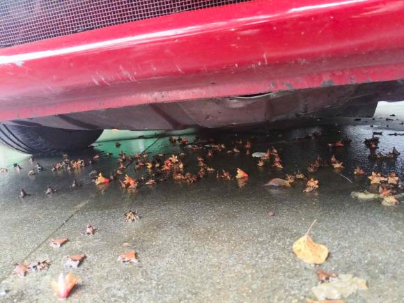 [苏州·浙B] 二手英菲尼迪英菲尼迪G系2010款 G25 Sedan 运动版