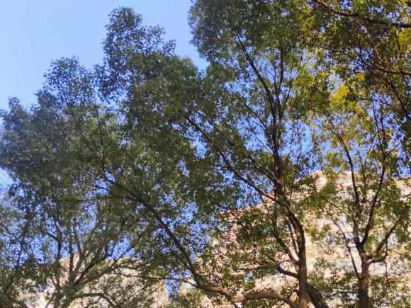 [上海·沪D] 二手名爵锐腾2016款 1.5TGI TST豪华版