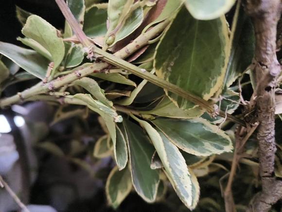 [上海·沪B] 二手红旗红旗H72015款 2.0T 豪华型