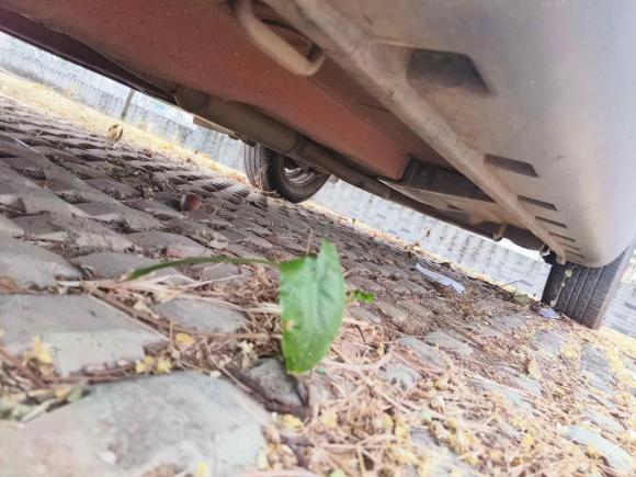 [佛山·粤Y] 二手铃木天语 SX42013款 1.6L 自动酷锐型