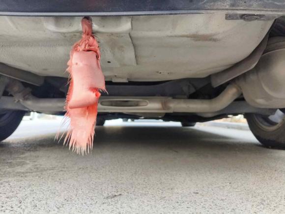 [嘉兴·浙F] 二手本田思域2016款 220TURBO CVT豪华版