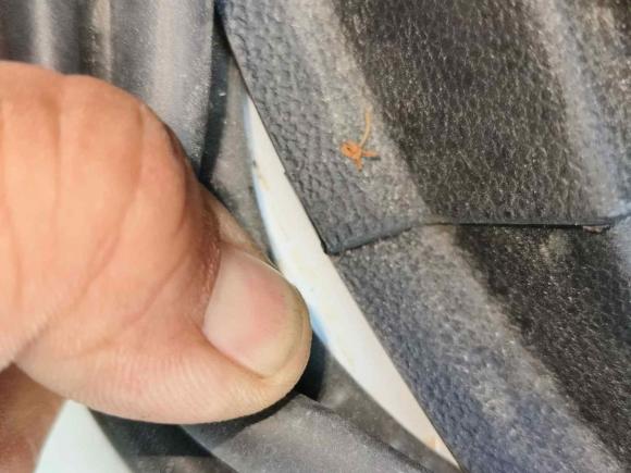 [南京·苏A] 二手荣威科莱威CLEVER2020款 都市风尚版