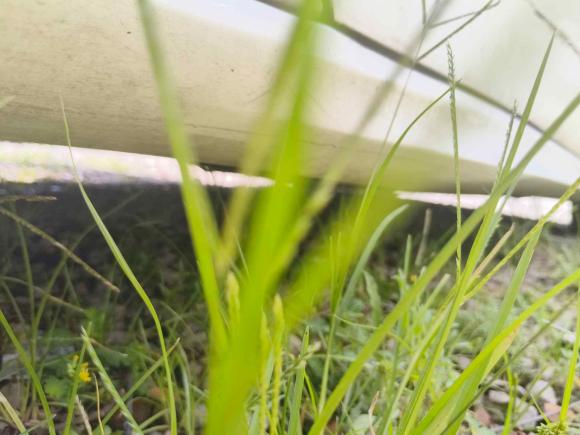 [温州·浙C] 二手福特福克斯2020款 三厢 1.5L 自动锋跃型