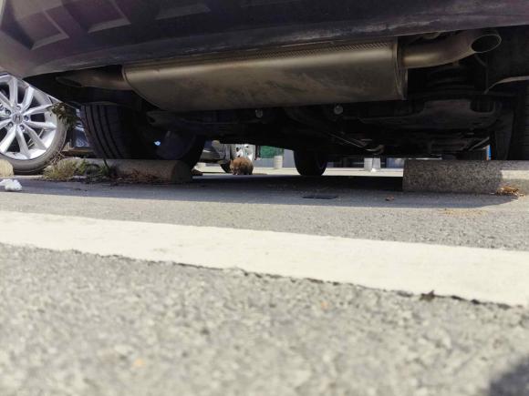 [深圳·浙A] 二手吉利汽车星越L2021款 2.0TD DCT EVO两驱智尊型