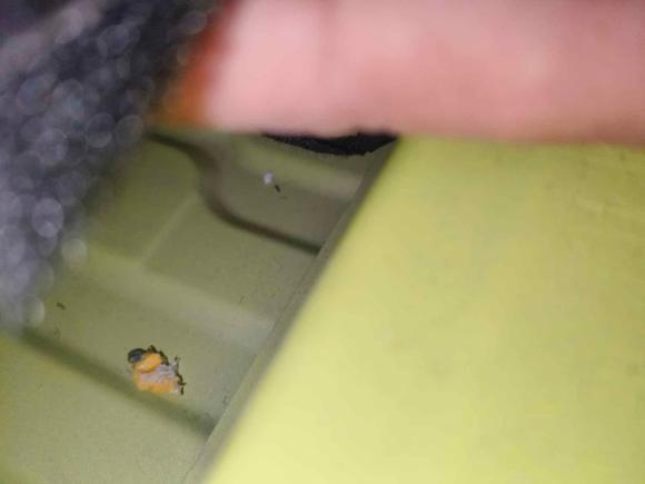 [成都·川A] 二手比亚迪海鸥2023款 自由版