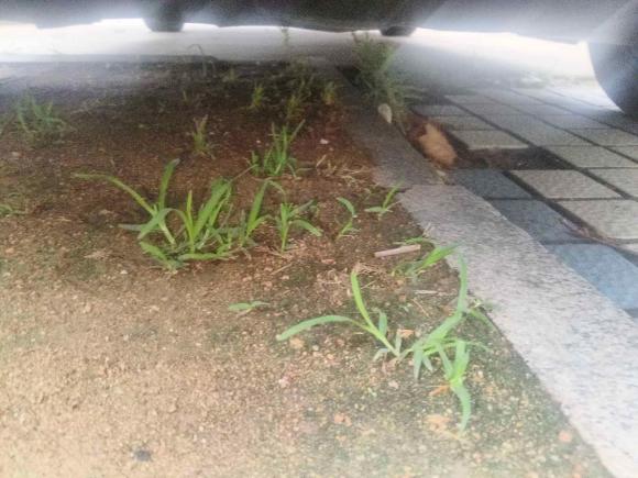 [青岛·鲁U] 二手陆风陆风荣曜2020款 1.5GTDI 自动领·曜