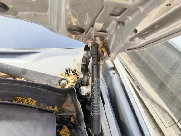 [上海·沪A] 二手宝马宝马5系新能源2019款 改款 530Le 豪华套装