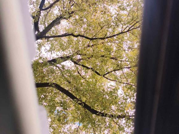 [上海·冀A] 二手福特福克斯2015款 两厢 1.6L 手动风尚型