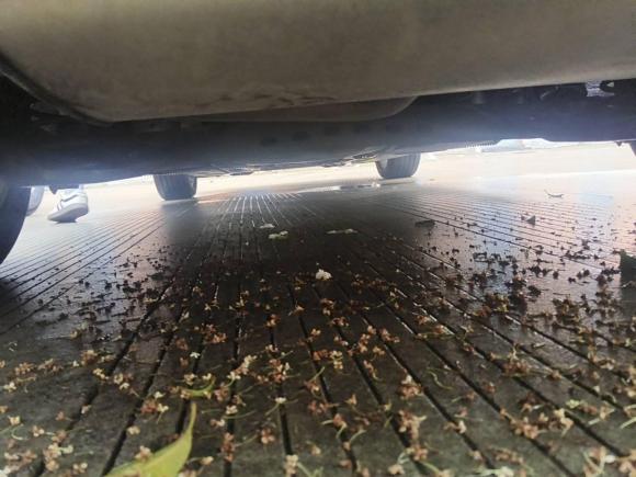 [宁波·浙B] 二手大众高尔夫2015款 1.4TSI 自动舒适型