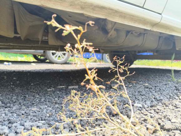 [济南·鲁A] 二手福特全顺2019款 2.0T柴油多功能商用车短轴中顶6座国VI