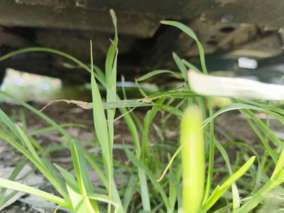 [上海·苏H] 二手吉利汽车帝豪2021款 UP 1.5L CVT豪华型