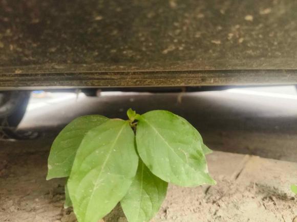 [上海·沪B] 二手马自达马自达CX-302022款 2.0L 自动耀悦型
