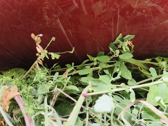 [青岛·鲁B] 二手零跑汽车零跑S012019款 380 Pro