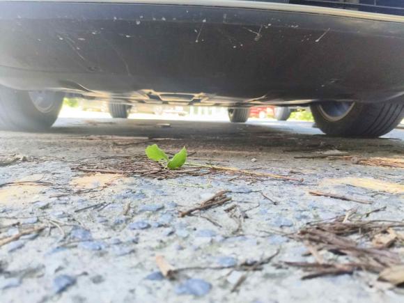 [南京·苏A] 二手比亚迪秦PLUS2024款 荣耀版 EV 510KM领先型