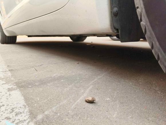 [无锡·苏B] 二手捷豹捷豹XF2015款 XF 2.0T 豪华版