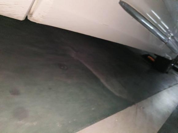 [西安·陕U] 二手丰田埃尔法2011款 2.4L 豪华版