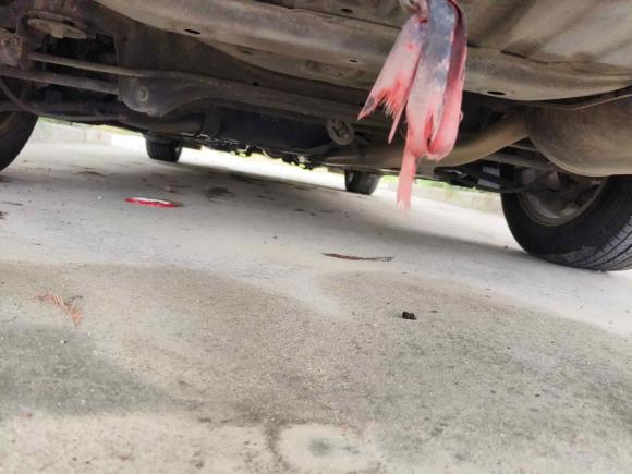 [嘉兴·浙F] 二手本田雅阁2012款 2.0L MT