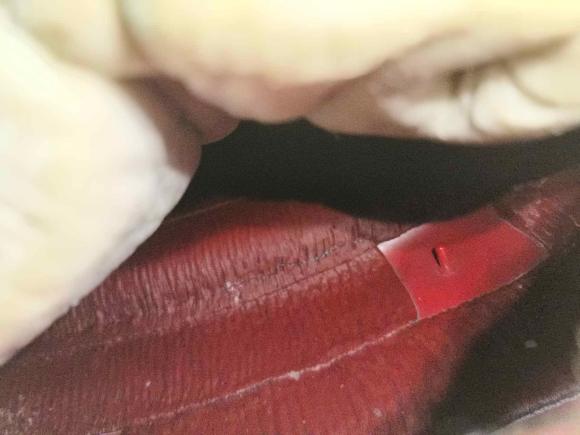 [济南·鲁A] 二手奥迪奥迪A52012款 2.0TFSI Cabriolet quattro