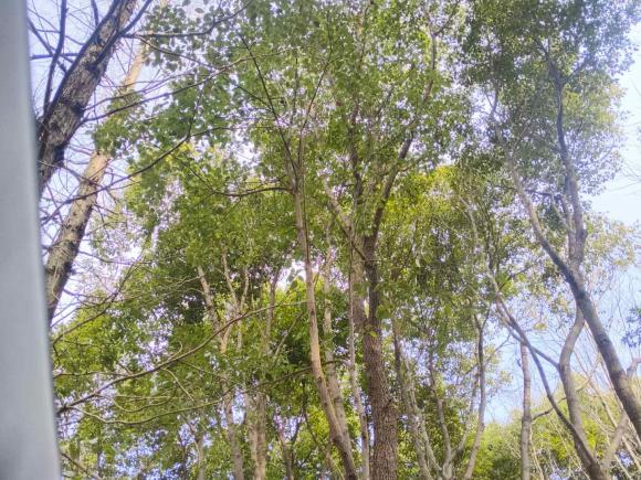 [上海·苏C] 二手雪佛兰科鲁兹2018款  Redline 320 自动先锋版