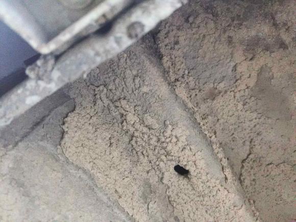 [温州·浙C] 二手大众朗逸2015款 1.6L 手动风尚版