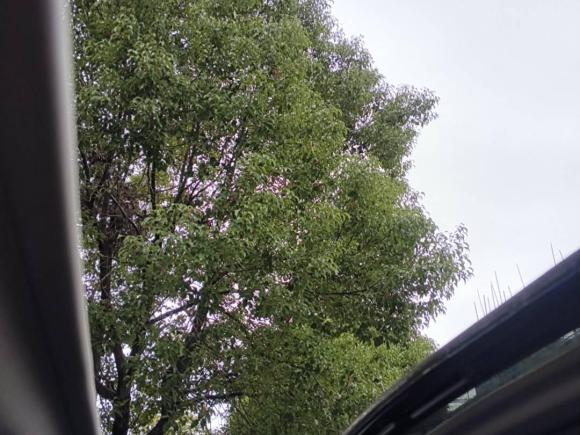 [上海·苏E] 二手雪铁龙雪铁龙C4L2014款 1.6THP 智驱版 自动劲智型