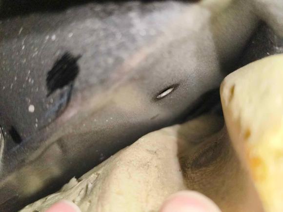 [深圳·粤B] 二手奥迪奥迪A6L2017款 TFSI 技术型