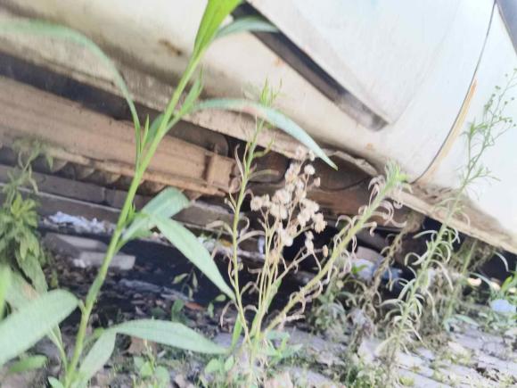 [武汉·鄂A] 二手福特经典全顺2009款 2.8T柴油多功能型长轴中顶JX493ZLQ3