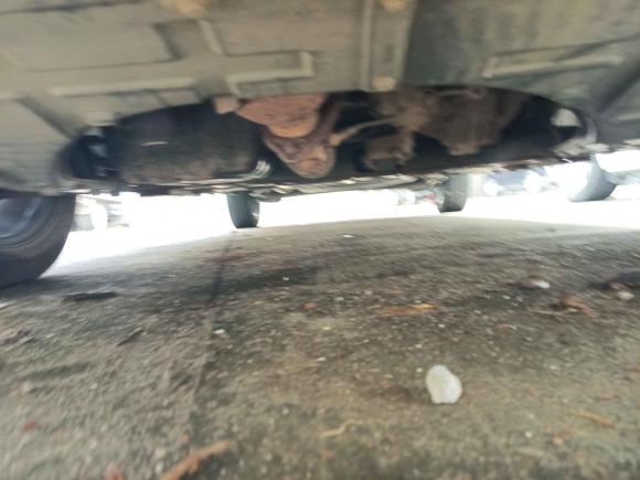 [深圳·桂E] 二手长安欧尚长安欧尚A8002017款 1.6L 手动舒适型