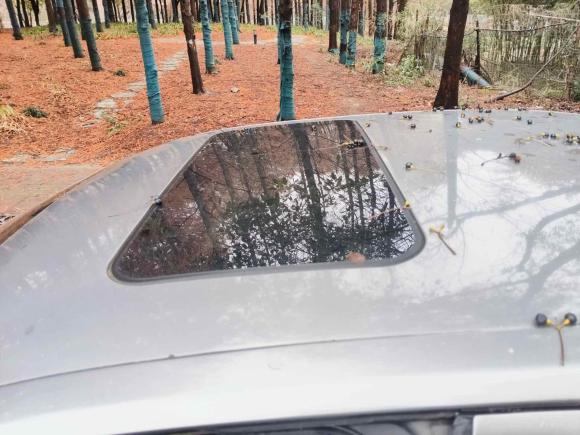 [上海·苏J] 二手斯柯达明锐2014款 1.6L 自动逸俊版