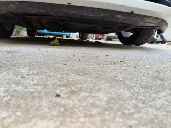 [深圳·粤B] 二手别克英朗2021款 改款 典范 1.5L 自动精英型