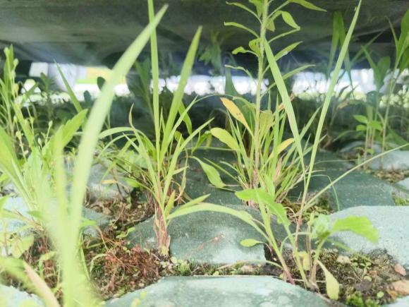 [宁波·浙B] 二手大众高尔夫2015款 1.6L 自动舒适型