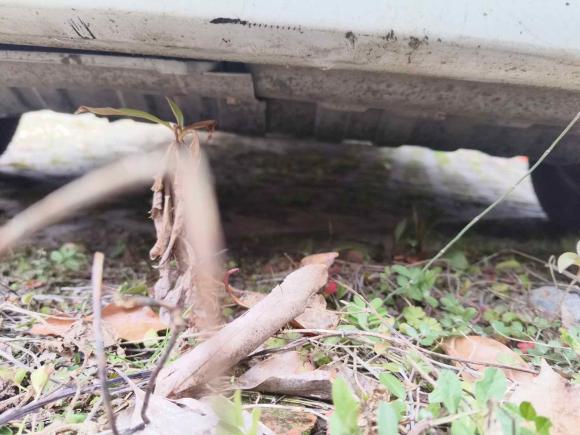 [上海·豫K] 二手现代瑞纳2014款 1.4L 手动智能型GLS