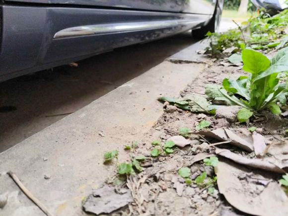 [上海·沪A] 二手欧拉欧拉闪电猫2022款 555km 尊贵版