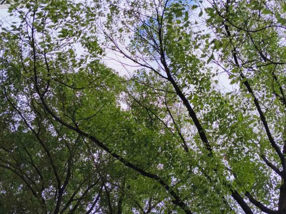 [上海·沪B] 二手宝马宝马4系2017款 430i Gran Coupe M运动套装