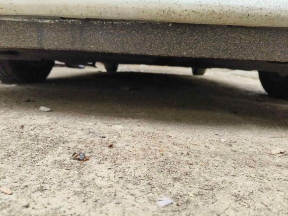 [苏州·苏E] 二手丰田雷凌2016款 1.6G CVT精英版