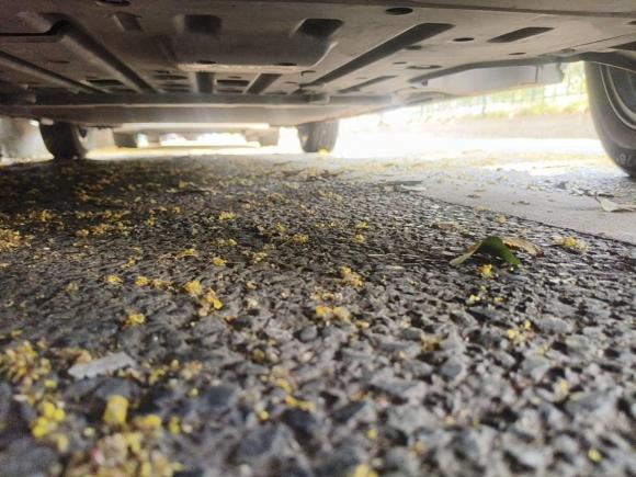 [义乌·浙G] 二手比亚迪海豚2021款 405km 时尚版