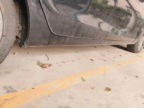 [上海·皖K] 二手红旗红旗H52020款 1.8T 自动智联旗韵版