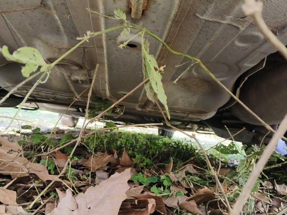 [武汉·鄂A] 二手本田哥瑞2016款 1.5L 手动经典版