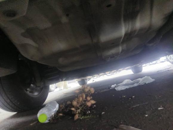 [青岛·鲁B] 二手本田凌派2013款 1.8L 自动豪华版