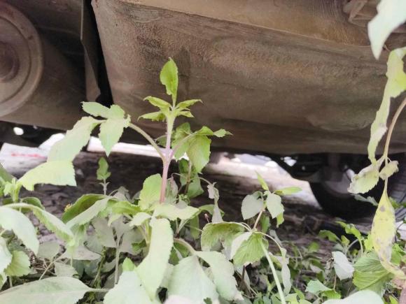 [成都·川S] 二手大众朗逸2013款 改款经典 1.6L 自动舒适版