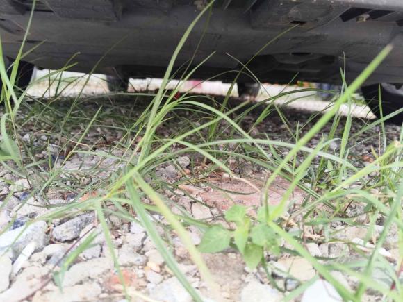 [佛山·粤E] 二手丰田雷凌2017款 改款 185T CVT精英版 国V