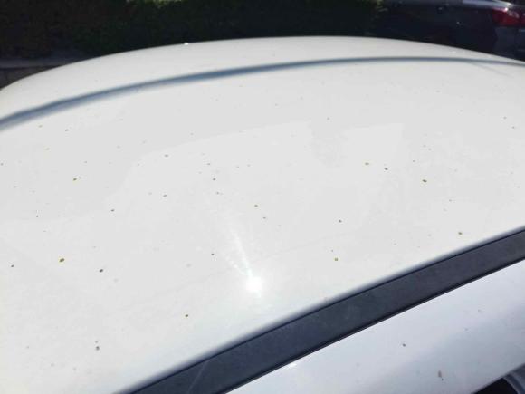 [南昌·赣C] 二手奇瑞艾瑞泽52019款 1.5L 手动青春版 国V