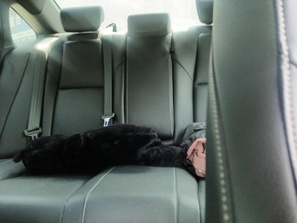 [宁波·浙B] 二手本田英仕派2022款 260TURBO 精致版