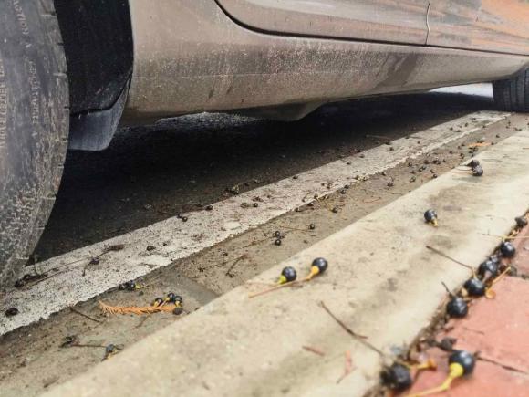 [上海·苏J] 二手斯柯达明锐2014款 1.6L 自动逸俊版