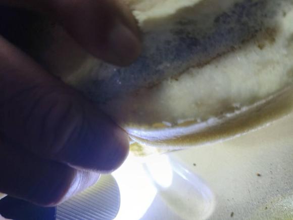 [武汉·鄂A] 二手福特翼虎2013款 2.0L GTDi 四驱运动型