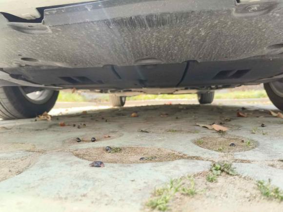 [台州·浙J] 二手丰田雷凌2022款 185T CVT豪华版